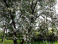 Яблоневый сад в цвету