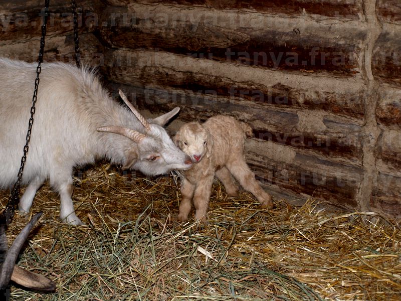 Новорожденный козлёнок с мамой
