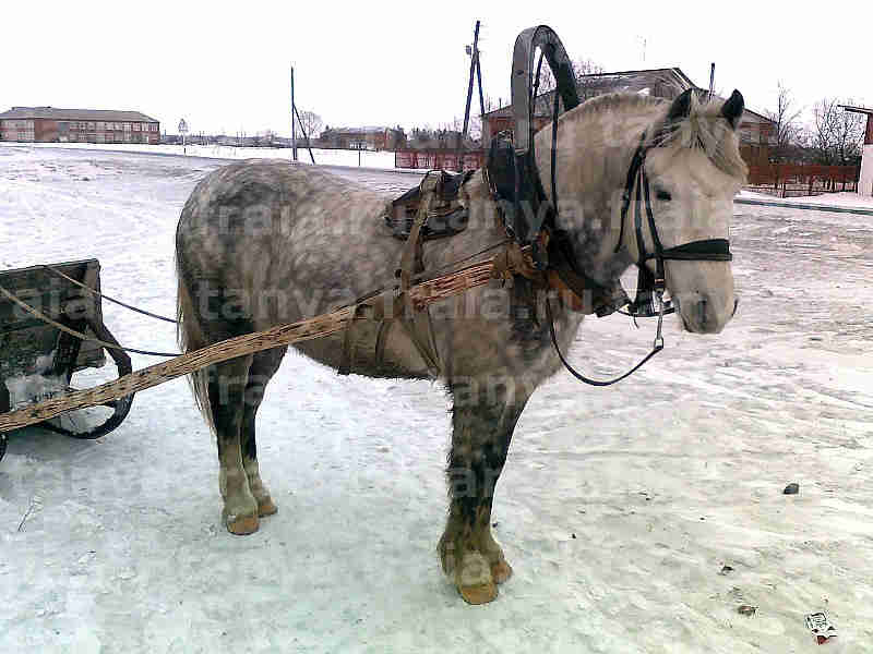 Лошадь, запряжённая в сани